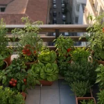 Orto in balcone con vasi di ortaggi freschi: pomodori ciliegia, basilico, insalata e erbe aromatiche coltivate in vaso su una terrazza soleggiate
